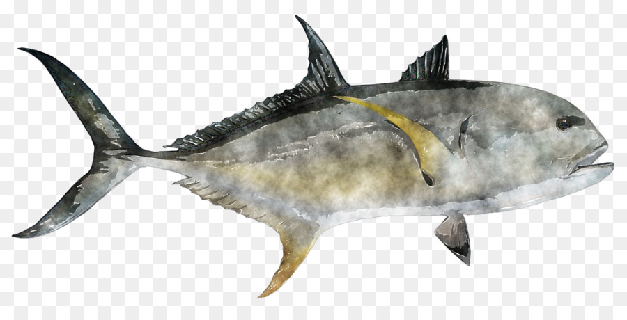 Thunnus，El Pez Espada PNG