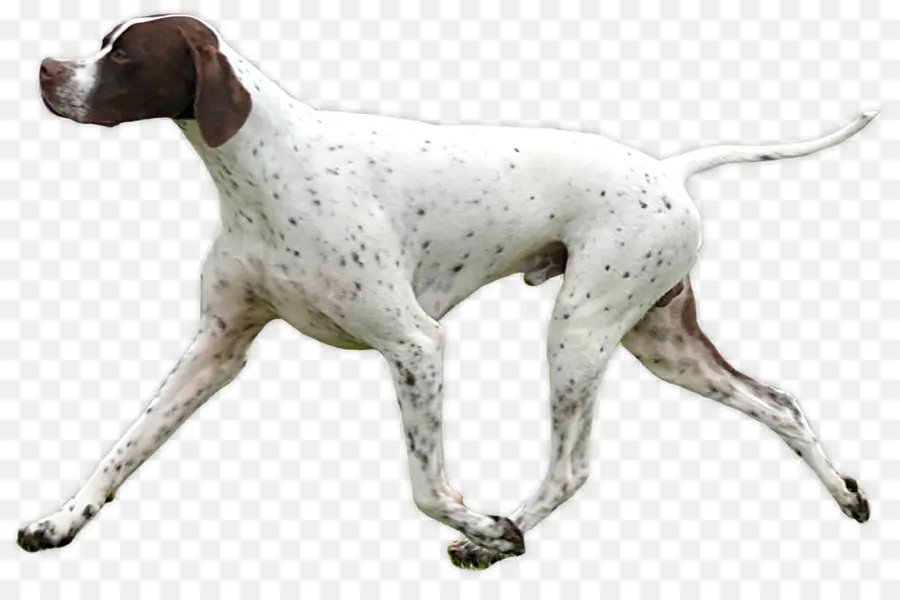 Perro，Puntero PNG