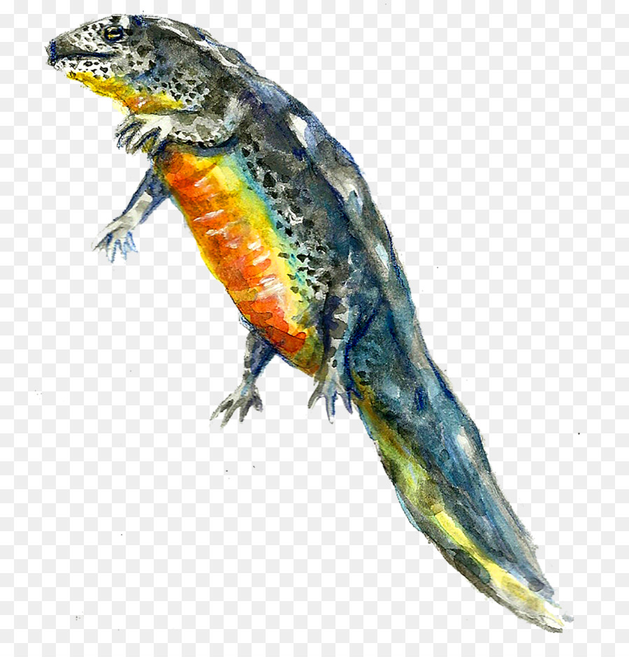 Lagarto，Anfibios PNG