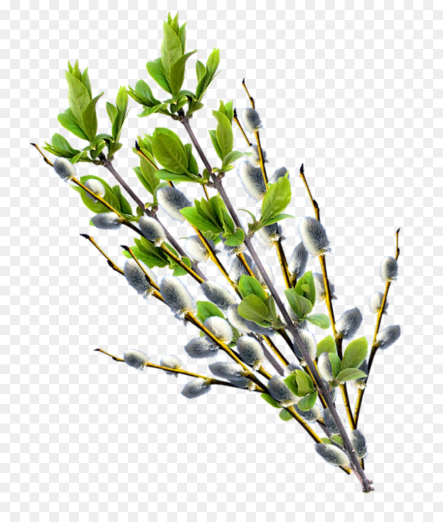 Rama Con Hojas，Árbol PNG