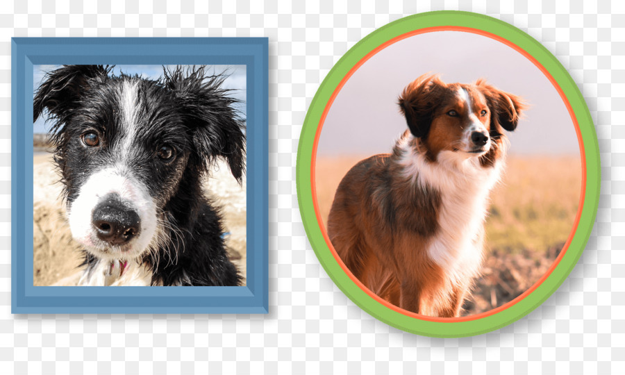 Border Collie，Rough Collie PNG