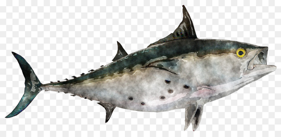 La Pesca，El Atún Blanco PNG