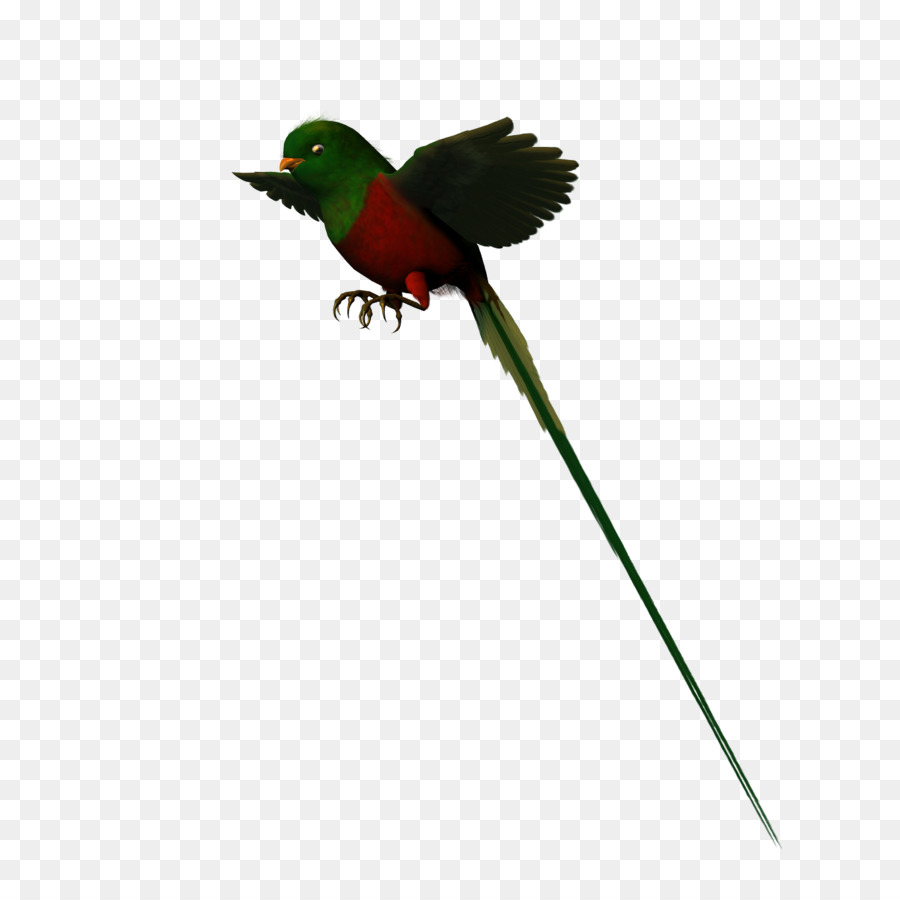 Colibrí，Parakeet PNG