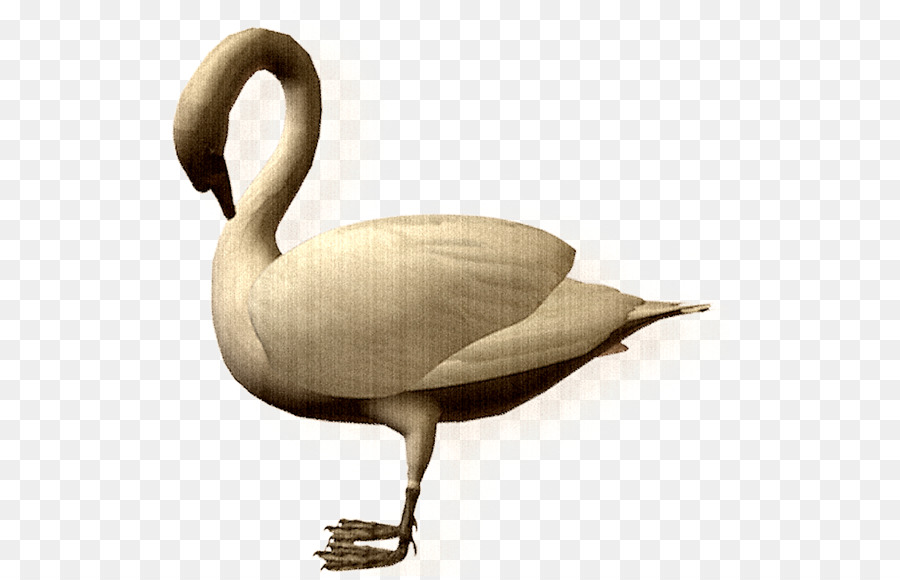 Pato，Cygnini PNG