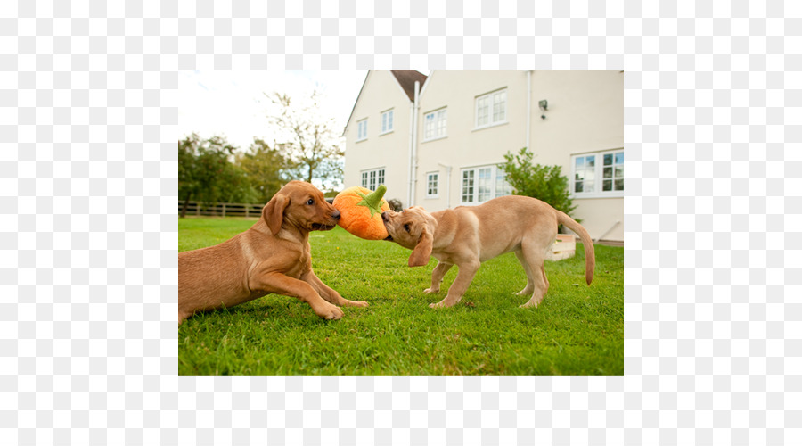 Golden Retriever，Labrador Retriever PNG