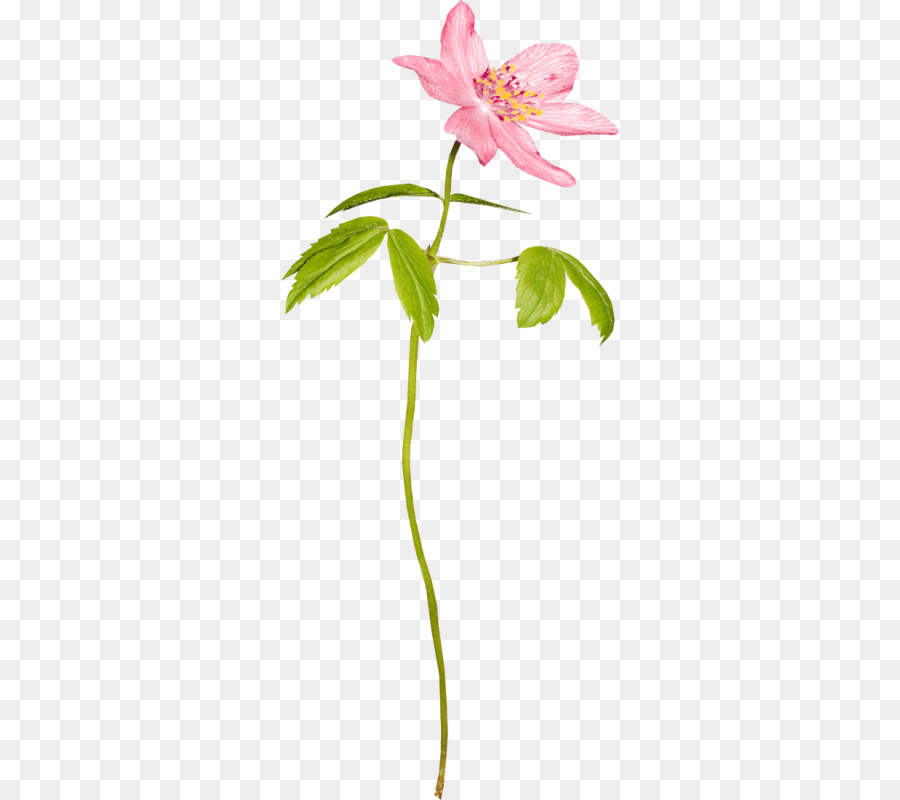 Flor，Dibujo PNG