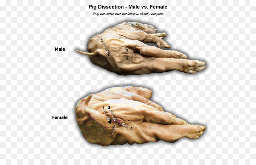 Cerdo，Feto De Cerdo PNG