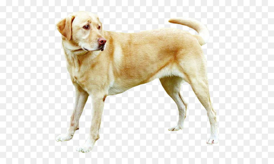 Labrador Retriever，Cachorro PNG