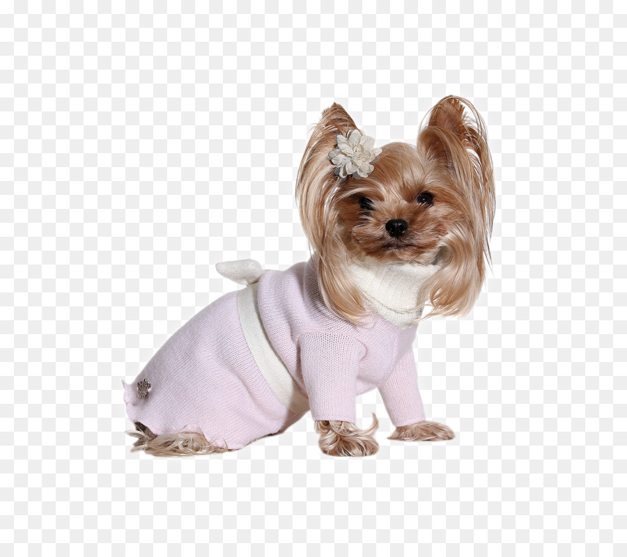 Yorkshire Terrier，El Príncipe Y La Princesa PNG