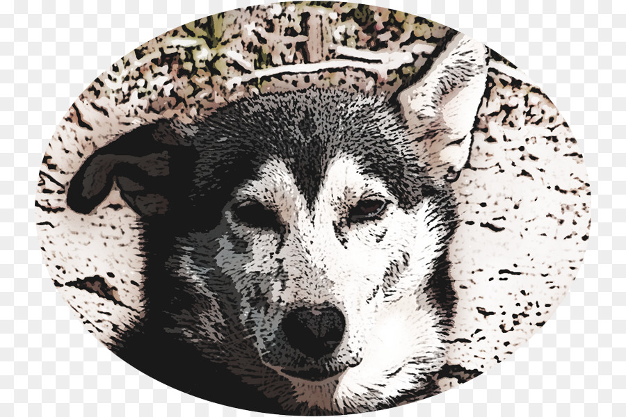 Raza De Perro，Husky Siberiano PNG