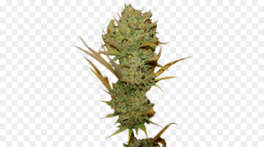 El Cannabis，Cannabis Sativa PNG