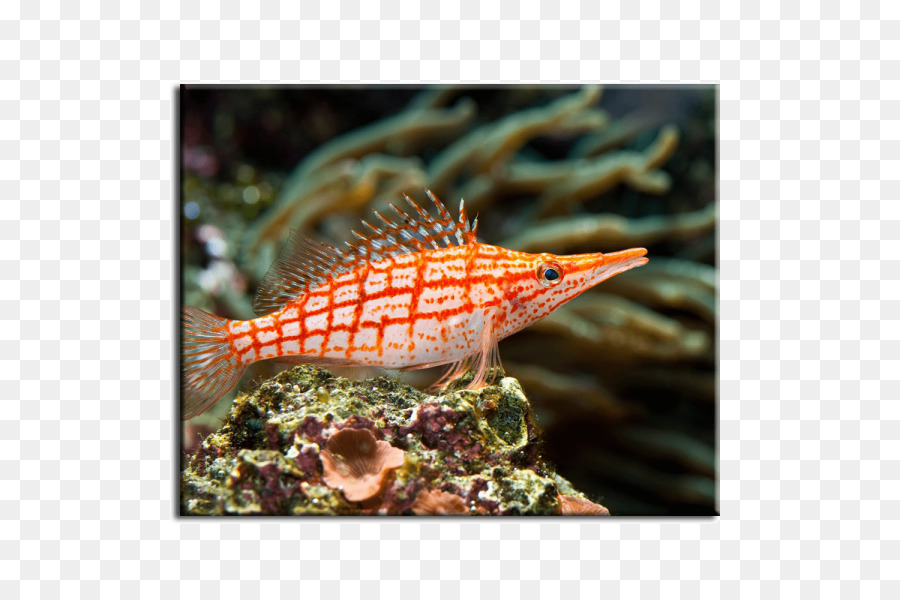 Peces De Arrecife De Coral，Hawkfish PNG