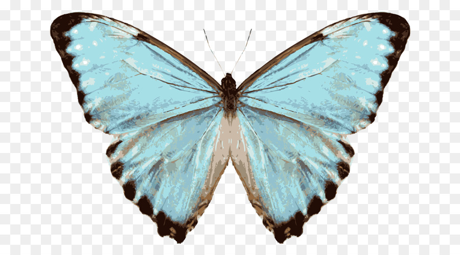 Mariposa，Menelao Morfo Azul PNG