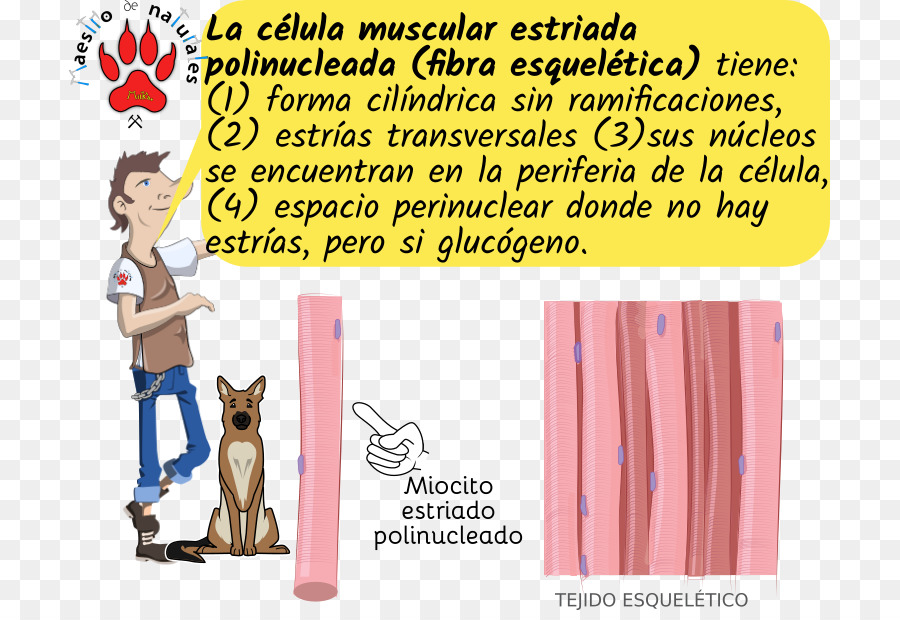 Los Miocitos，Tejido Muscular Estriado PNG