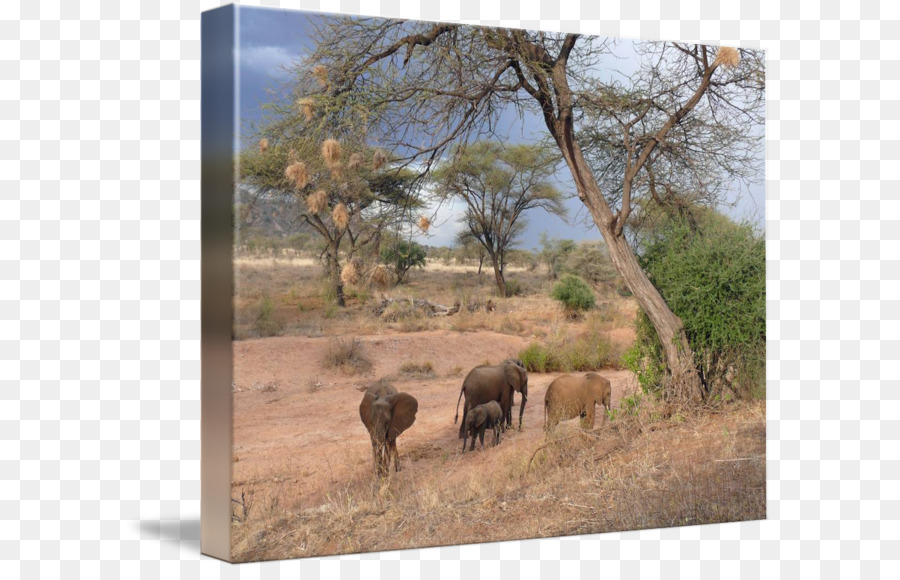 El Elefante Africano，Wattles PNG