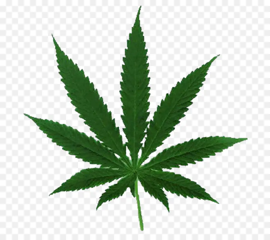 Cannabis Ruderalis，El Cannabis PNG