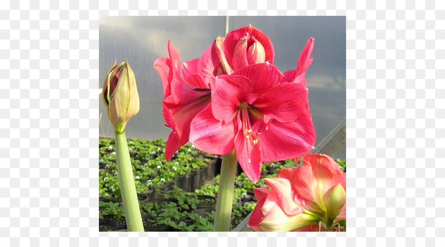 Amarilis，Jersey Lily PNG