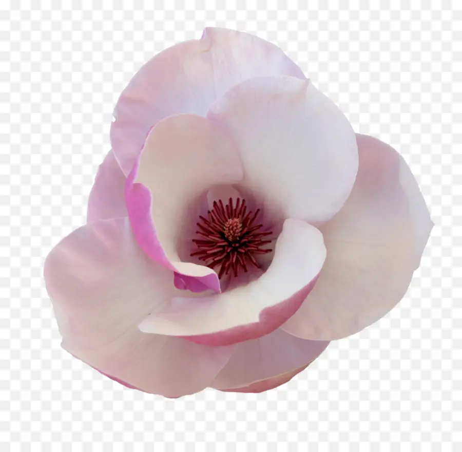 Magnolia，Flor PNG