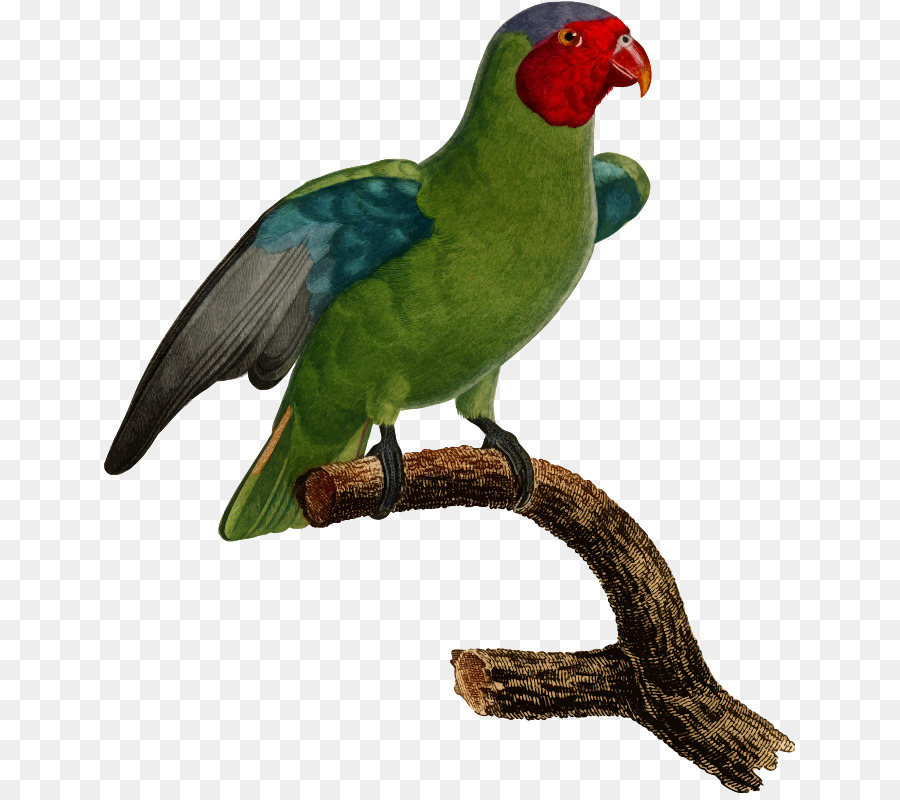 Loro Verde，Rama PNG