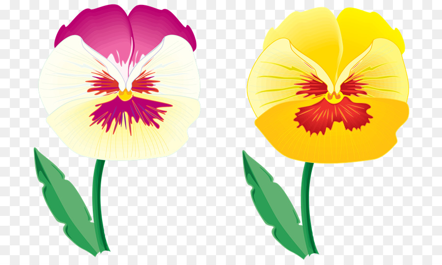 Pansy，Blume PNG