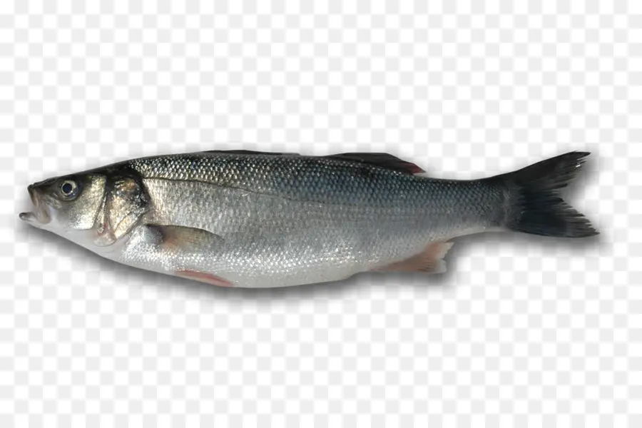 Sardina，Los Productos De Pescado PNG
