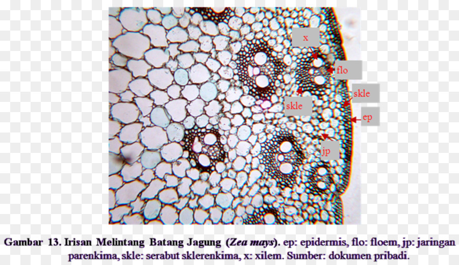 Anatomía Vegetal，Tallo De La Planta PNG