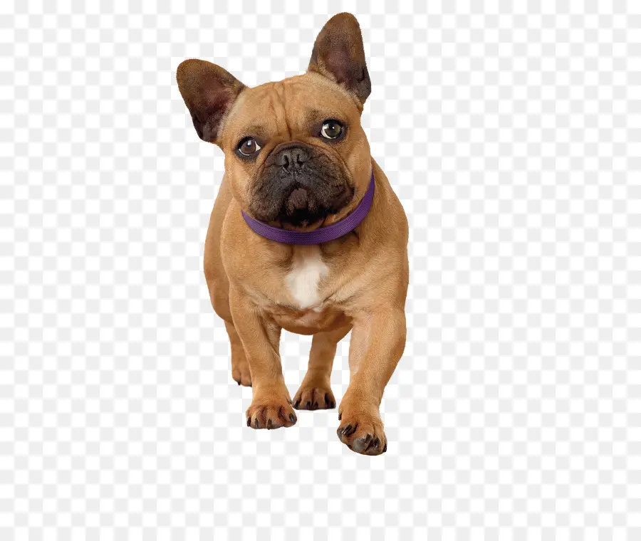 Toy Bulldog，Bulldog Francés PNG