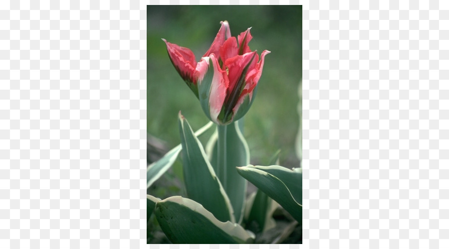 Tulipán，Pétalo PNG