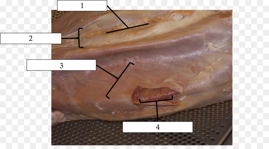 La Madera，M083vt PNG