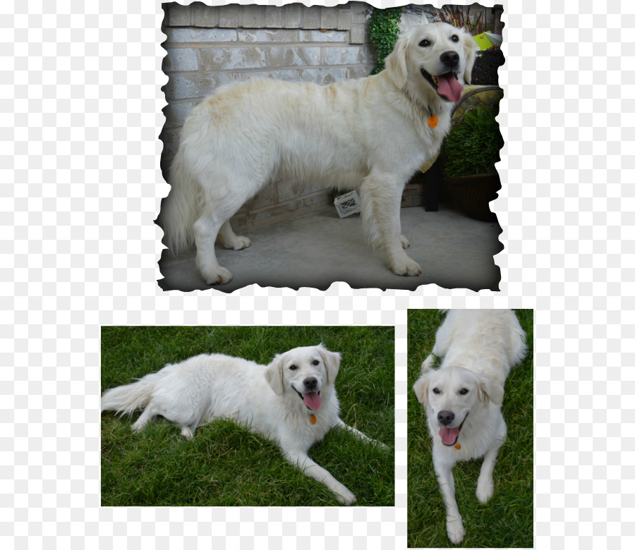 Perro Blanco，Mascota PNG