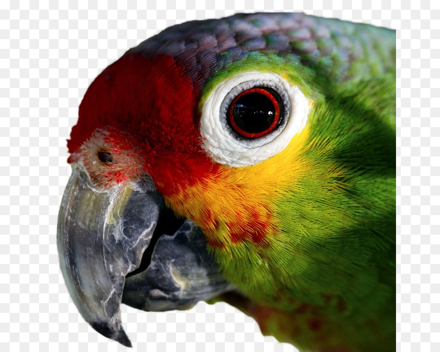 Loro，Aves PNG