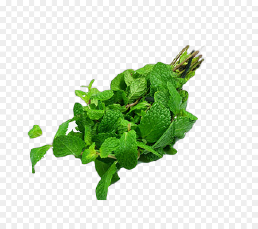 Menta，Mentha Spicata PNG