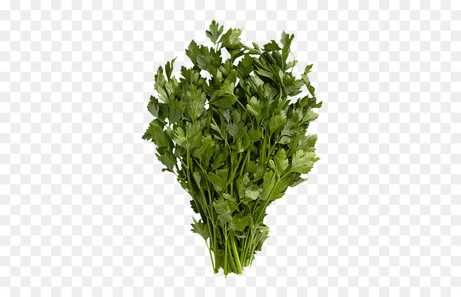 Cilantro，Hierba PNG