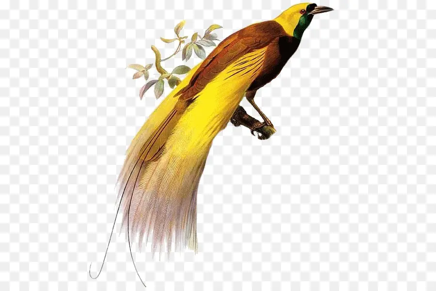 Aves Del Paraiso，Exótico PNG