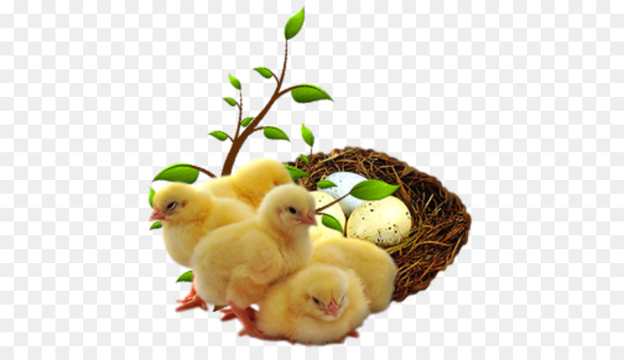 Pollo，Pato PNG