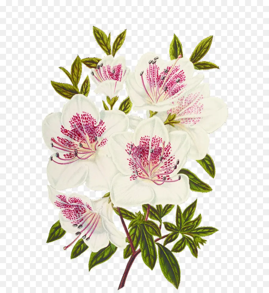 Flor，Blanco PNG