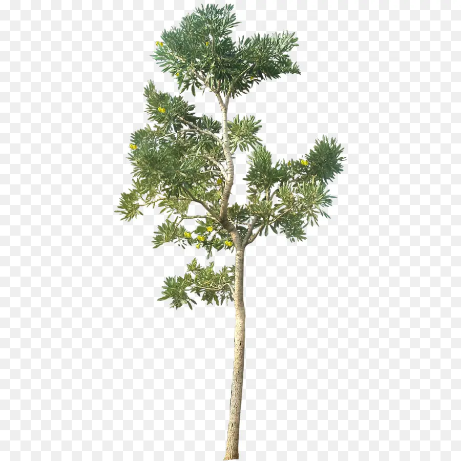 árbol Verde，Naturaleza PNG