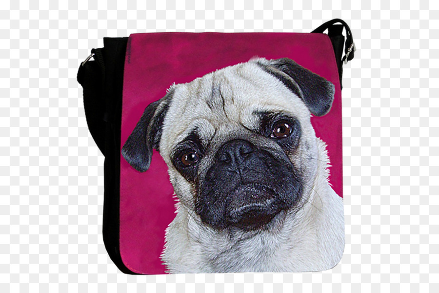 Pug，Cachorro PNG