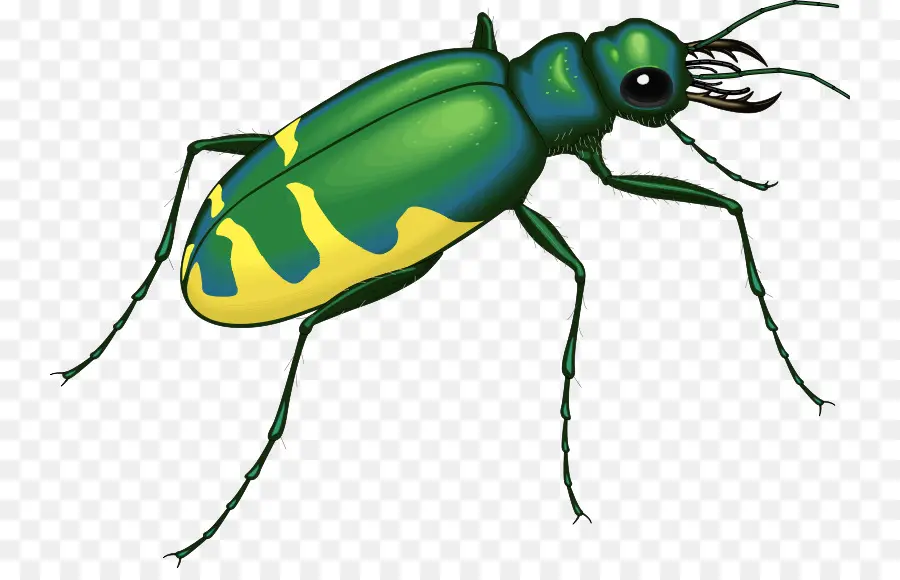 Escarabajo，Los Insectos Y Los Insectos PNG