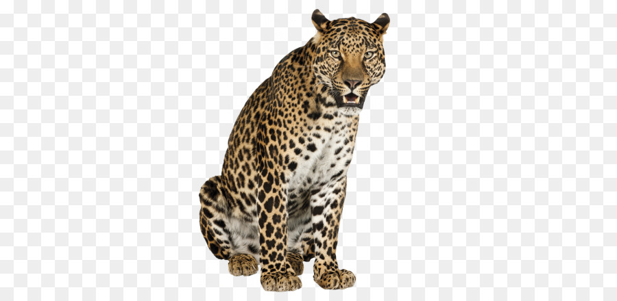 Leopardo，Gato PNG