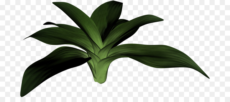 Planta Verde，Hojas PNG