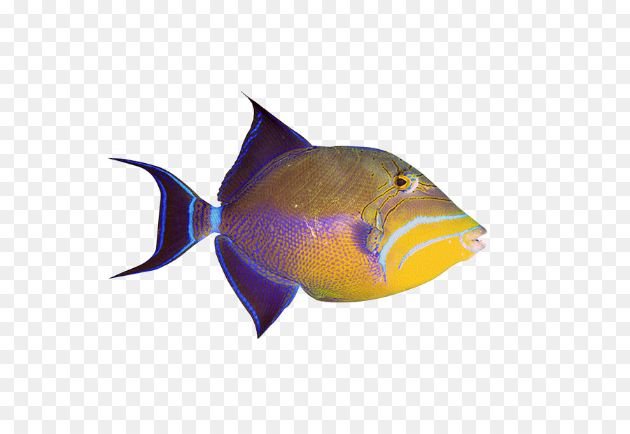 Pez Ornamental，Acuario PNG