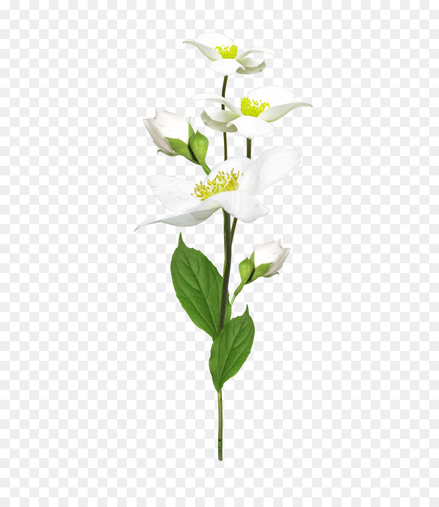 Cortar Flores，Flor PNG