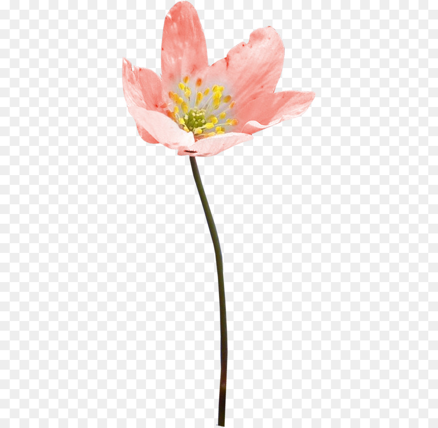 Flor，Rosa PNG