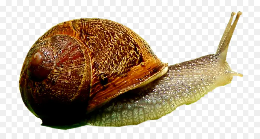 Caracol Marrón，Caparazón PNG