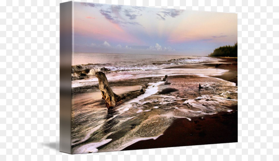 Driftwood，Una Fotografía De Stock PNG