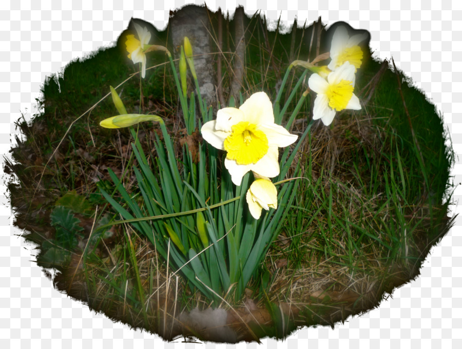 Narciso，Flor PNG