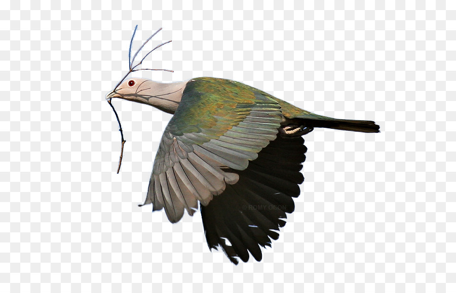 Pájaro，Vuelo PNG