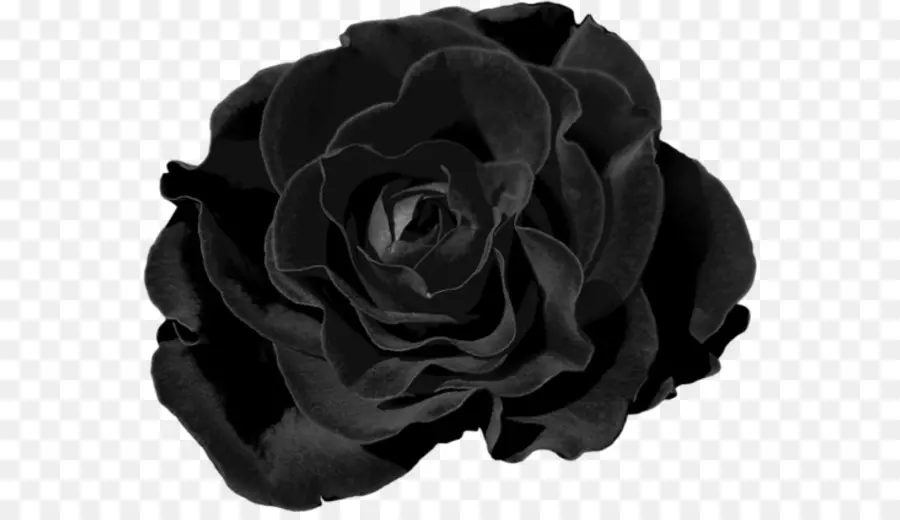 Rosa，Negro PNG