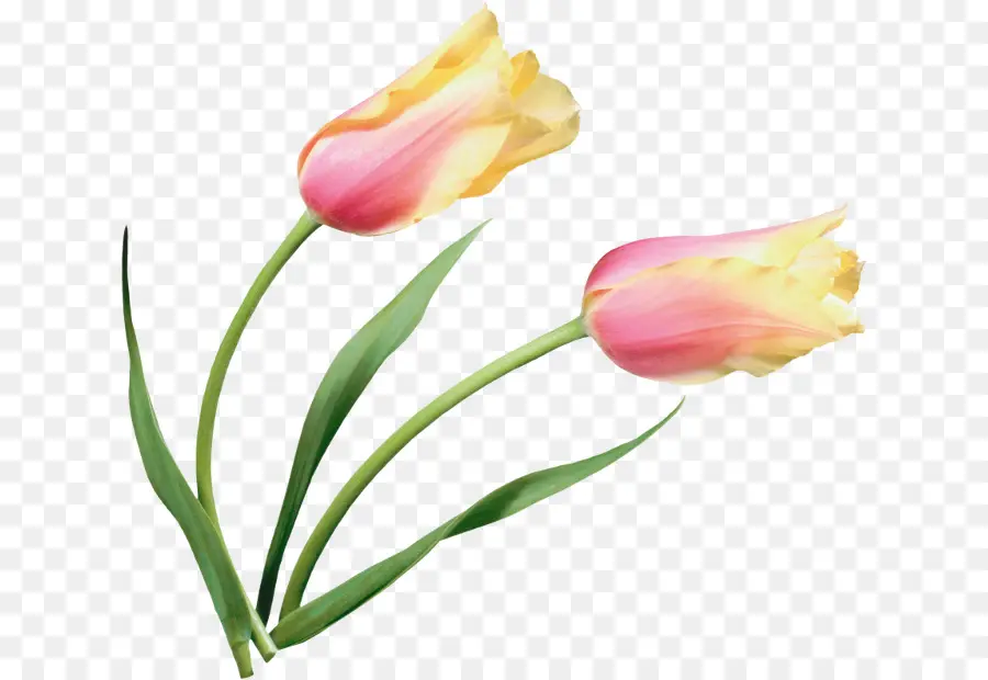 Tulip，Pétalo PNG